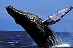 Поплавать бок о бок с 30-тонными горбатыми китами или вдоль стен, покрытых гигантскими оранжевыми губками? Непростой выбор. 