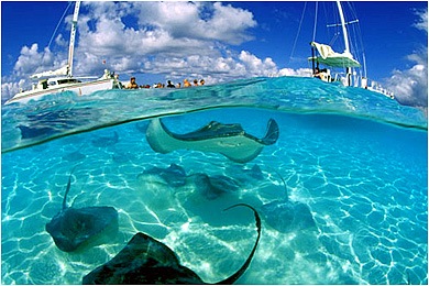 Каймановя острова: Круизы на яхте Cayman Aggressor IV  от туроператора AggressorFleet